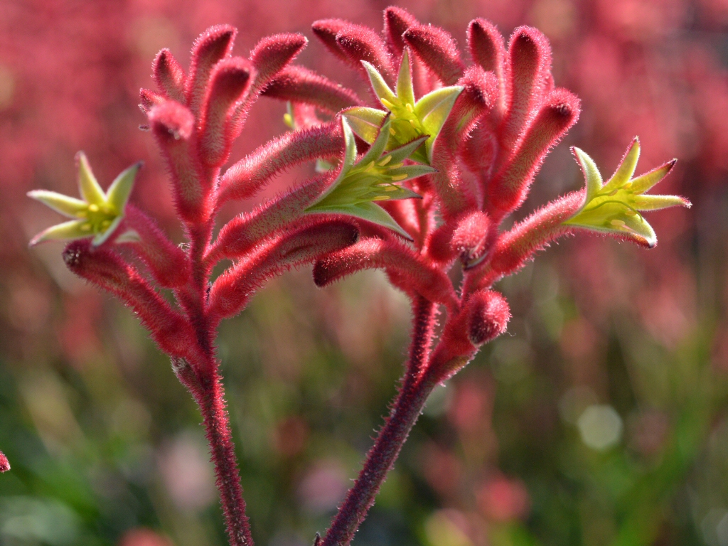 Anigozanthos ‘Bush Crystal’ – Kangaroo Paw