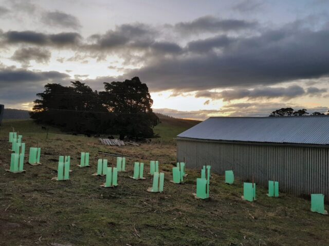 deep planting method