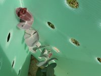 Deep planted blue gum growing on well