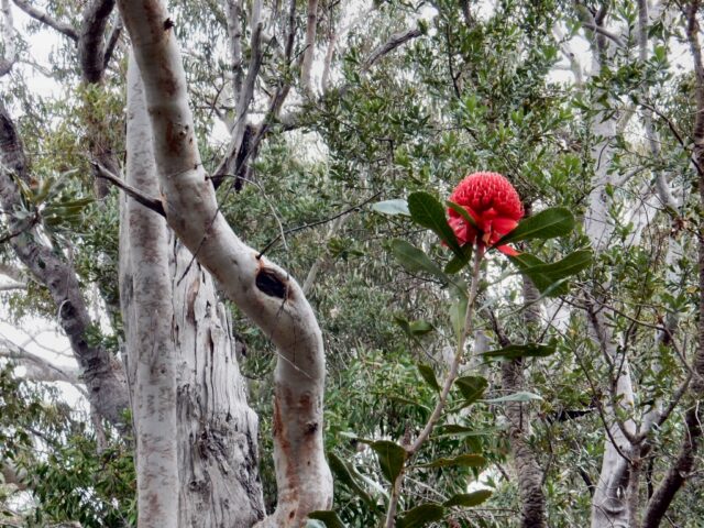 waratah flowering