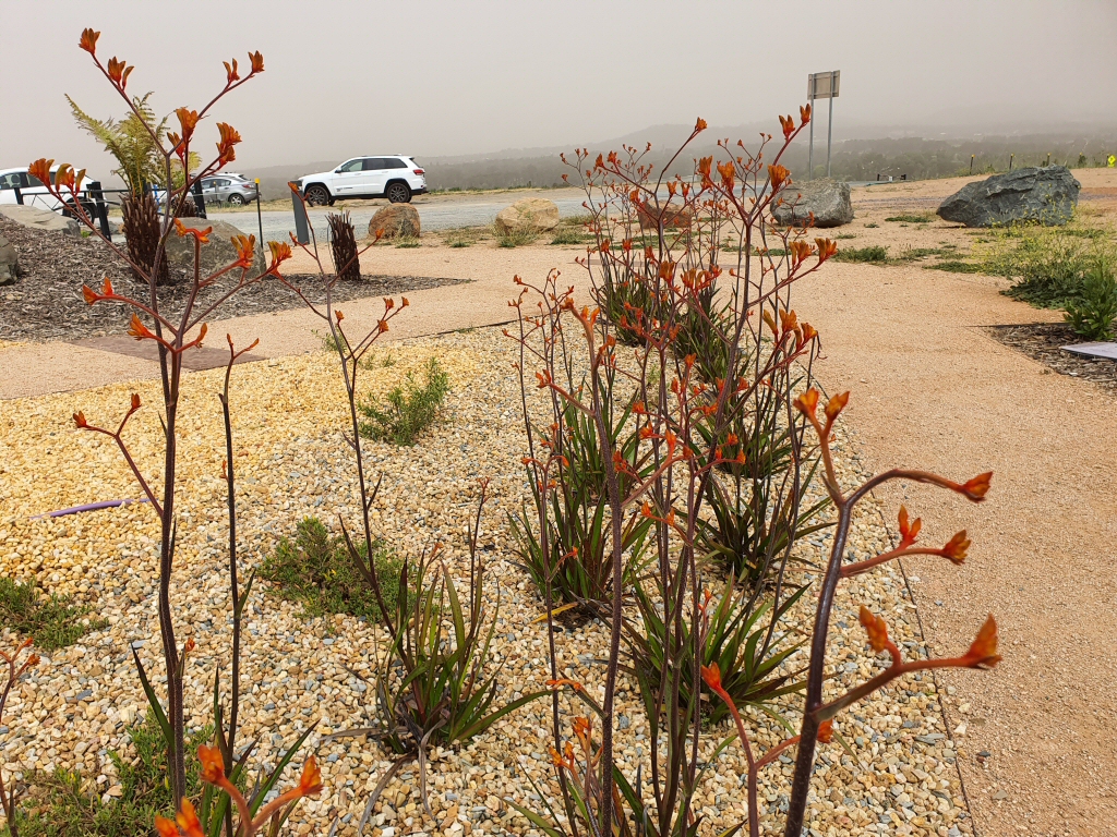 Newsletter #53 – November 2019 – Renewal, Waterwise Gardening