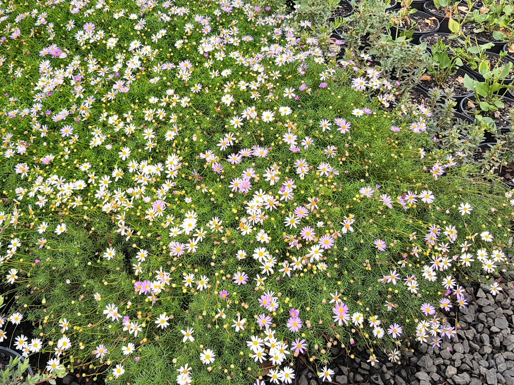 Brachyscome multifida ‘Mauve Mystery’