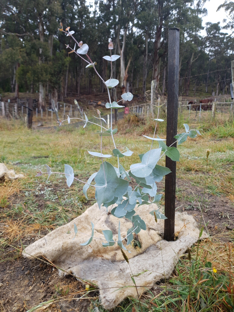 Newsletter #54 – December 2019 – Deep Planting Follow Up, Happy Christmas