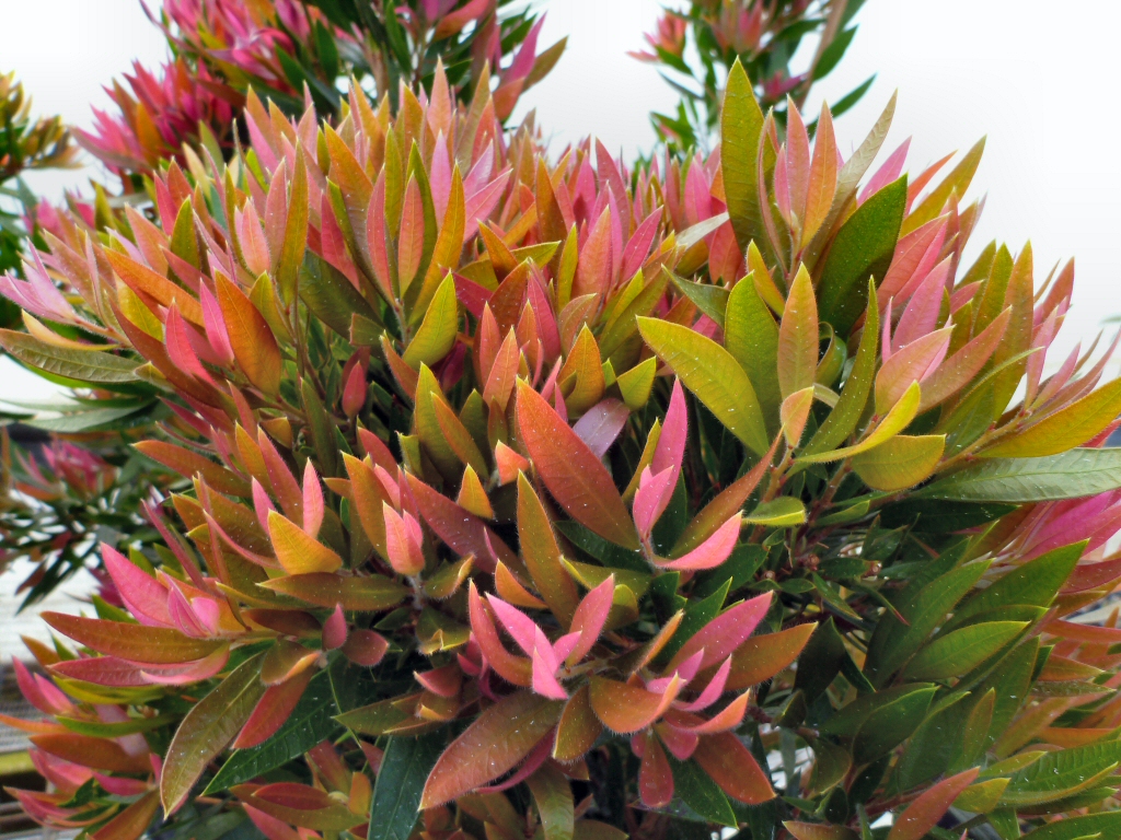 Callistemon hybrid ‘Baby Glow’ – Bottlebrush