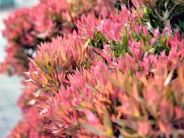 Callistemon hybrid 'Baby Glow' - bottlebrush
