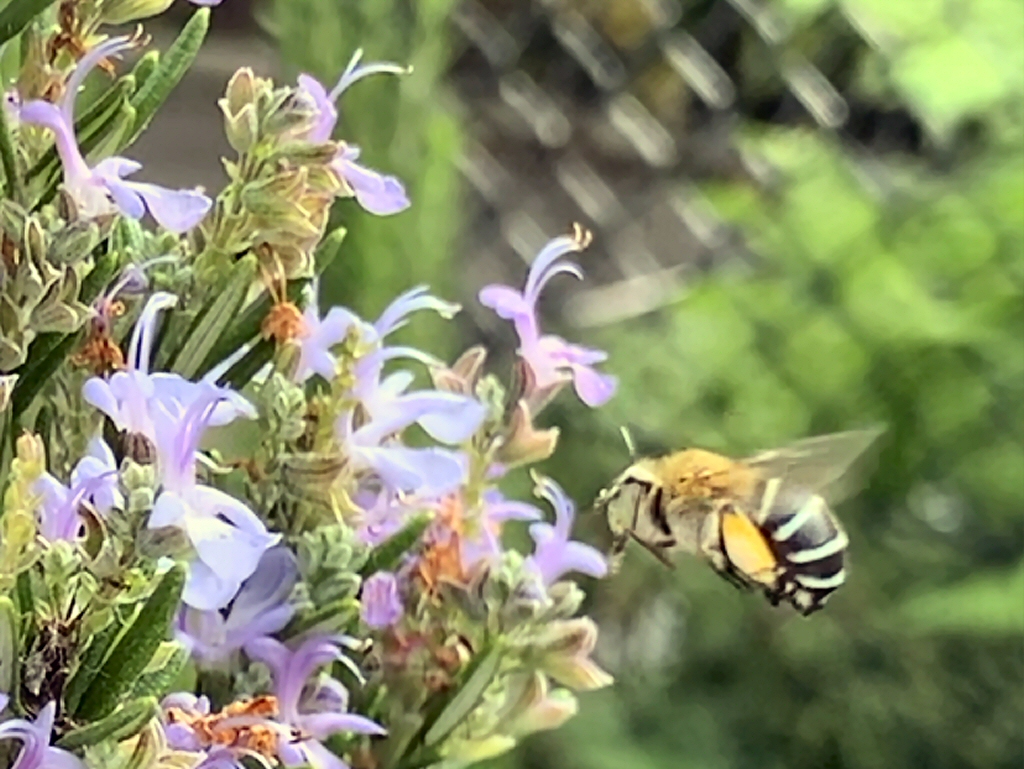 Newsletter #56 – February 2020 – Insect Friends and Foes