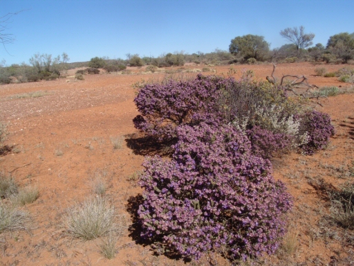Eremophila – The genus as a garden subject