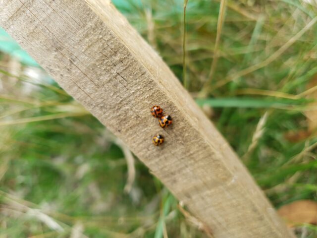 Tasmanian ladybirds-Cleobora mellyi