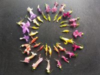 assorted winter eremophila flowers- picture by Lyndal Thorburn