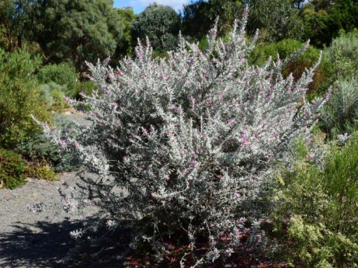 Eremophila hybrid ‘Pink Pantha’