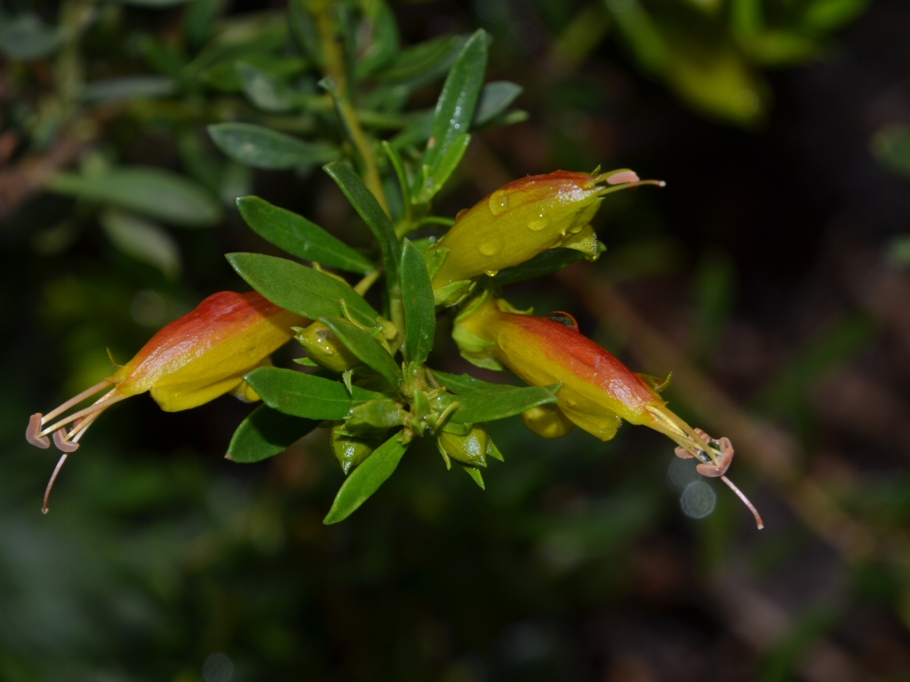 Eremophila glabra ssp carnosa ‘Fruit Salad’