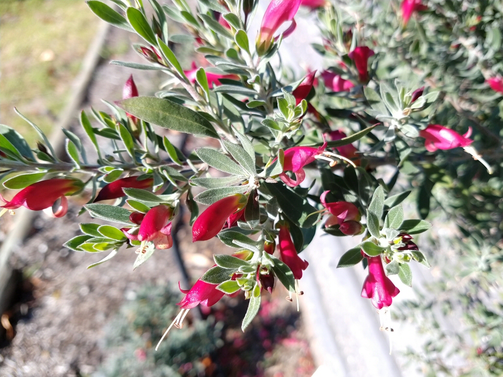 Eremophila hybrid ‘Mallee Lipstick’
