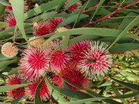 Hakea laurina - the pincushion hakea