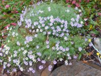 Brachyscome multifida Mauve Mystery is a tough groundcover plant
