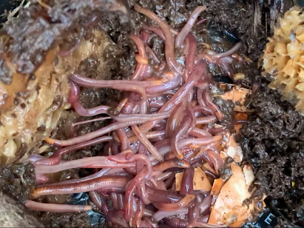 Winter Worm Farm Tips