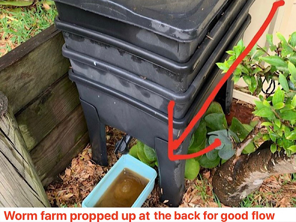 Why Are Worms Escaping From My Worm Farm?