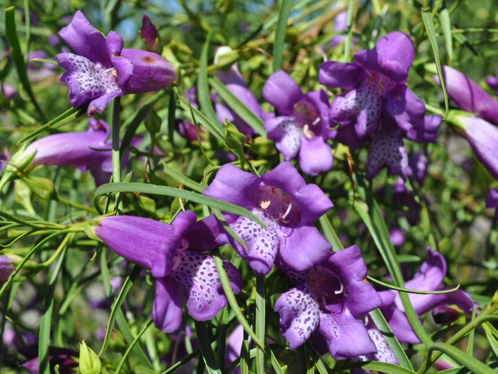 Eremophila hybrid ‘Meringur Isaac’