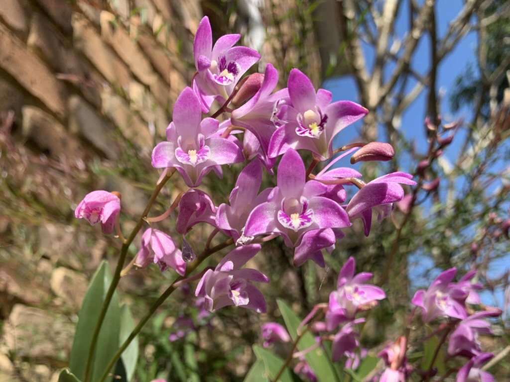 Dendrobium kingianum – Pink Rock Orchid