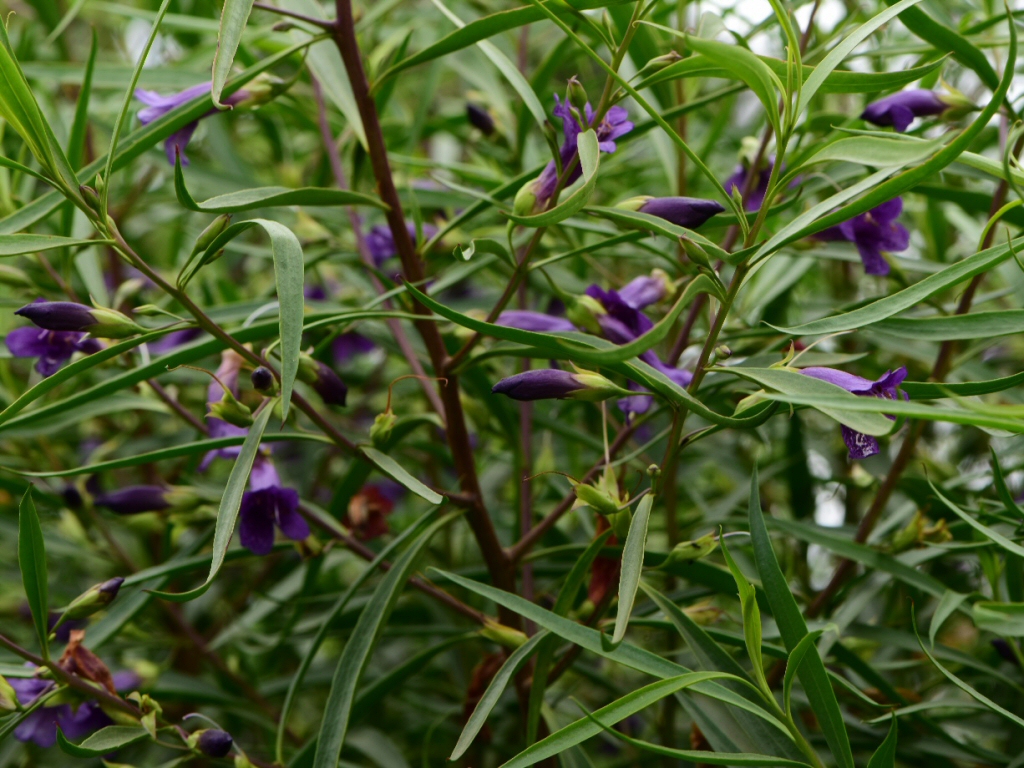 Eremophila ‘Meringur Midnight”