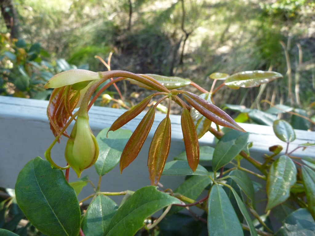 Cissus hypoglauca - native grape