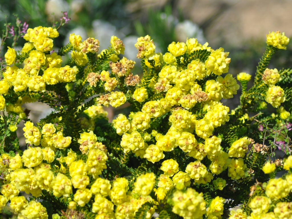 Geleznowia verrucosa