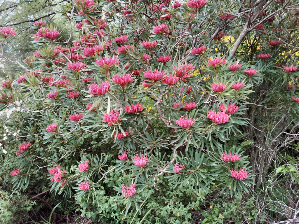 Telopea mongaensis – Braidwood Waratah