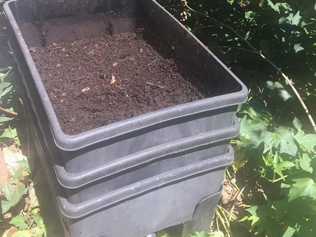 worm castings ready for harvest