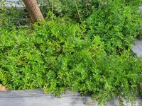 Apium prostratum in the garden