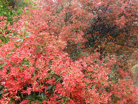 Newsletter #66 – December 2020 – Merry Christmas Bush to you, Tasmanian Style