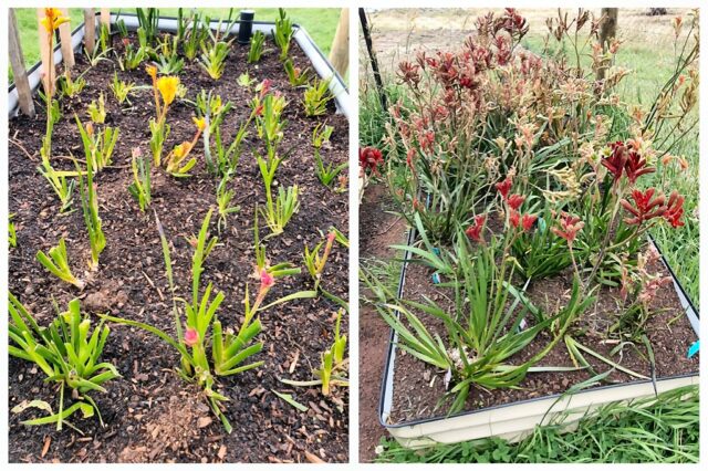 Kangaroo paws planted into WaterUps wicking bed
