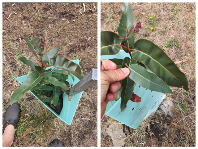 flowering gum Gogo Juice trial