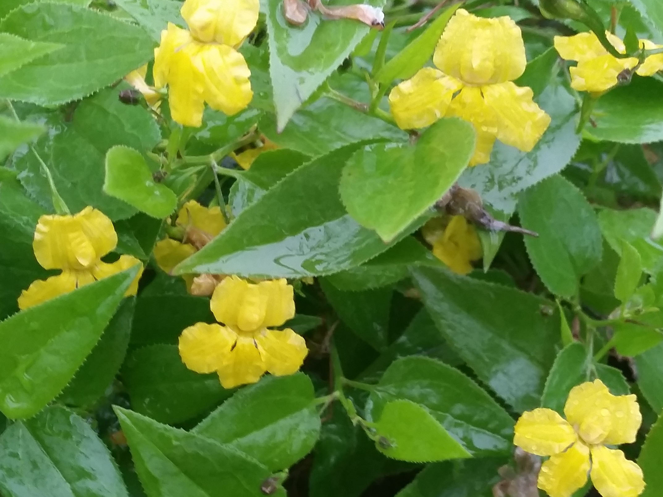 Goodenia ovata ‘Goodonya’