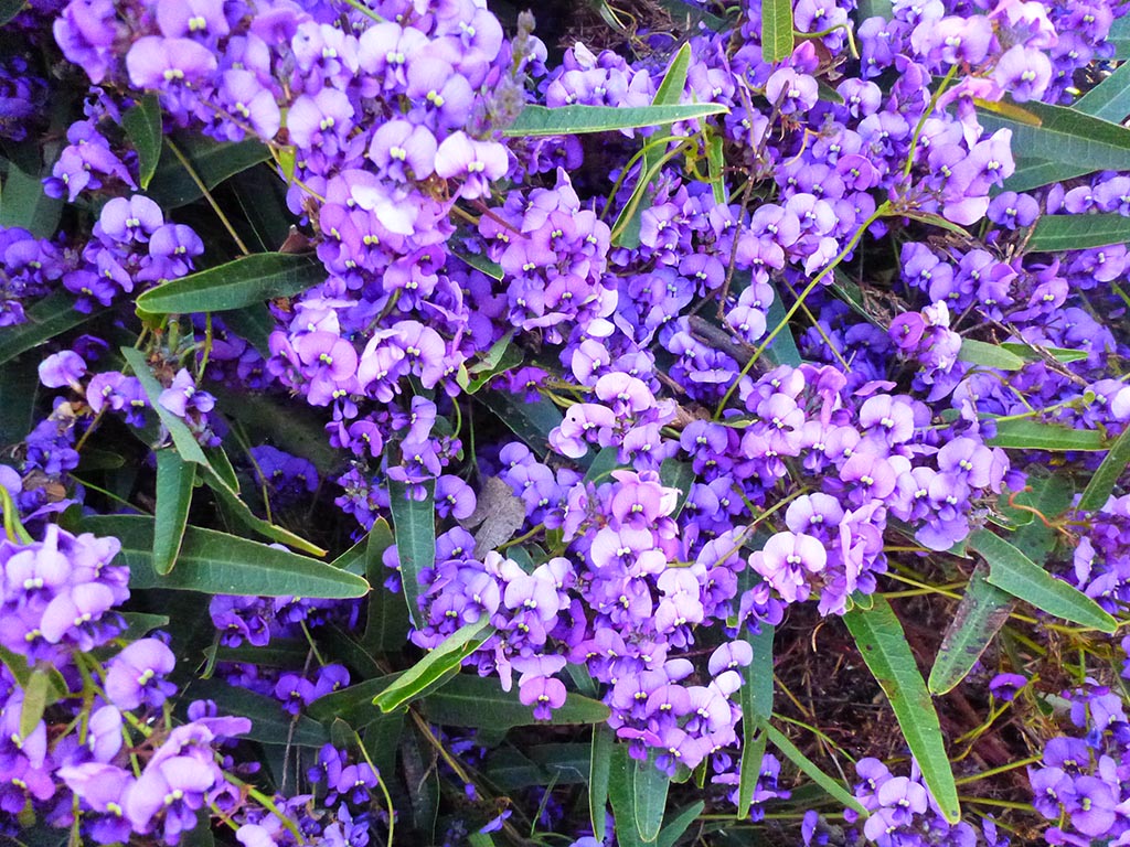 Hardenbergia violacea – Native Sarsaparilla