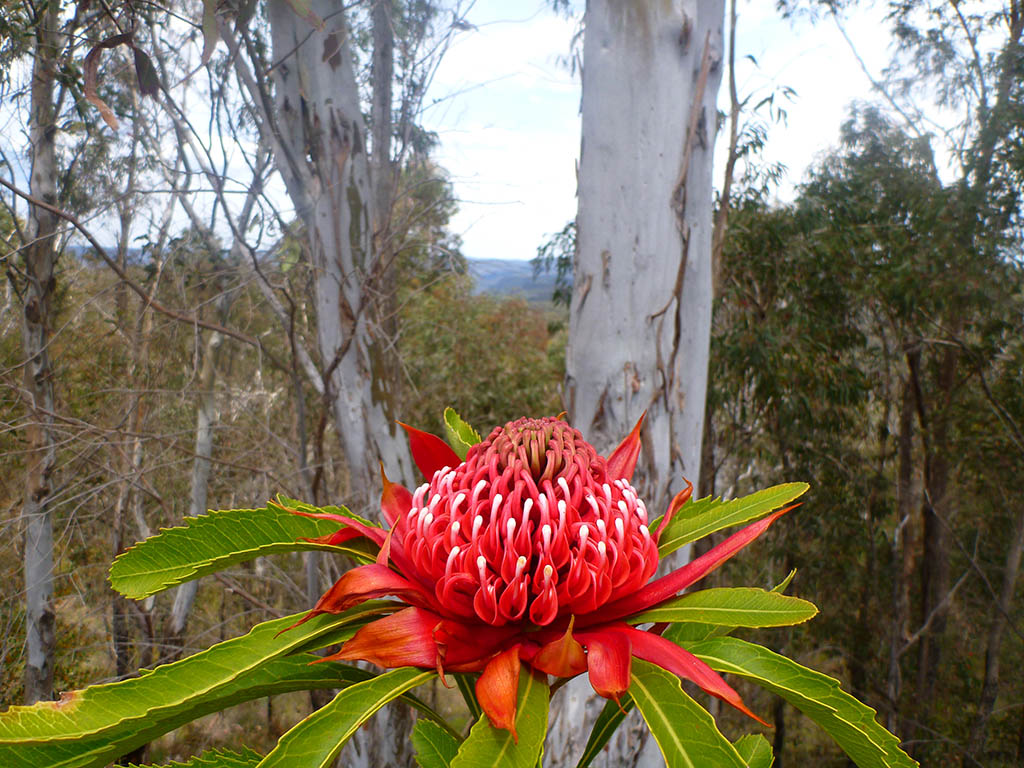 Telopea speciosissima – Waratah