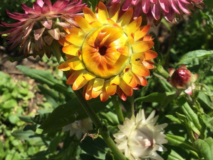 Xerochrysum bracteatum – Straw Flower