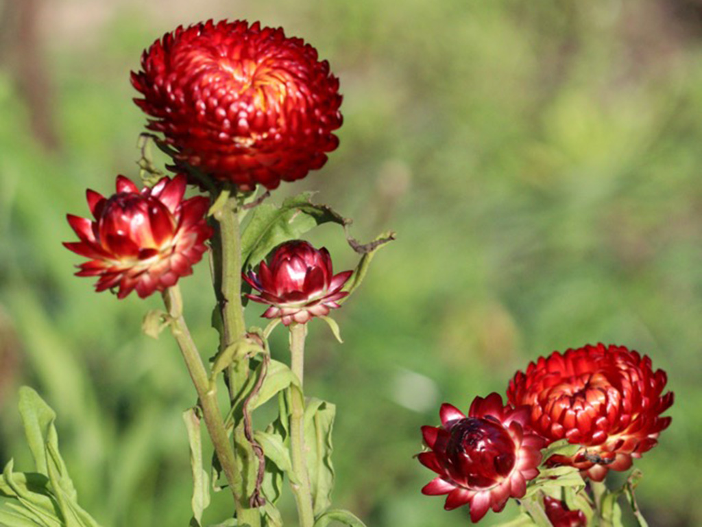 Xerochrysum bracteatum ‘Crimson’- Straw flower