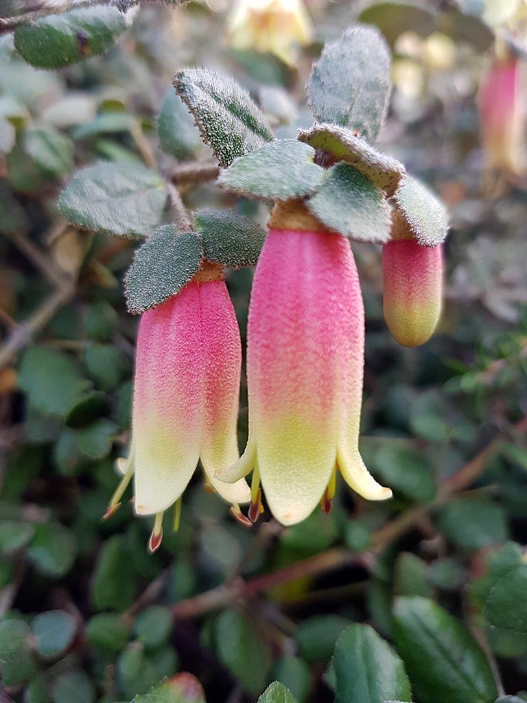 Correa reflexa ‘Northern Belle’