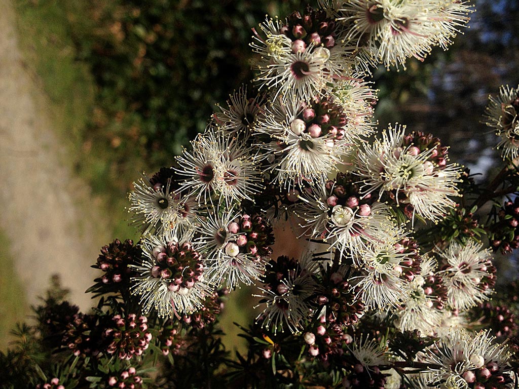 Kunzea ambigua ‘Will’s Selection’ – Tick Bush