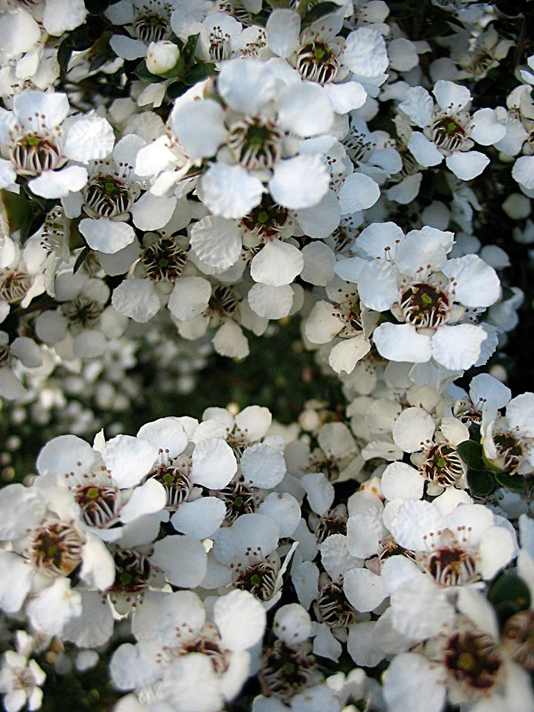 Leptospermum scoparium var. eximium – Tea Tree