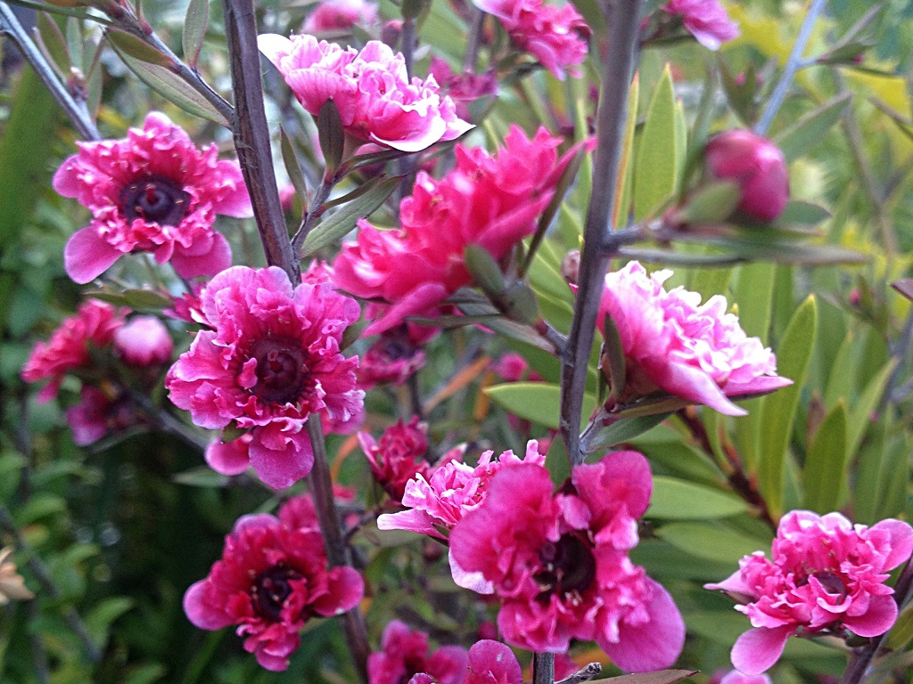 Leptospermum scoparium hybrid ‘Ballerina Improved’ – Tea Tree