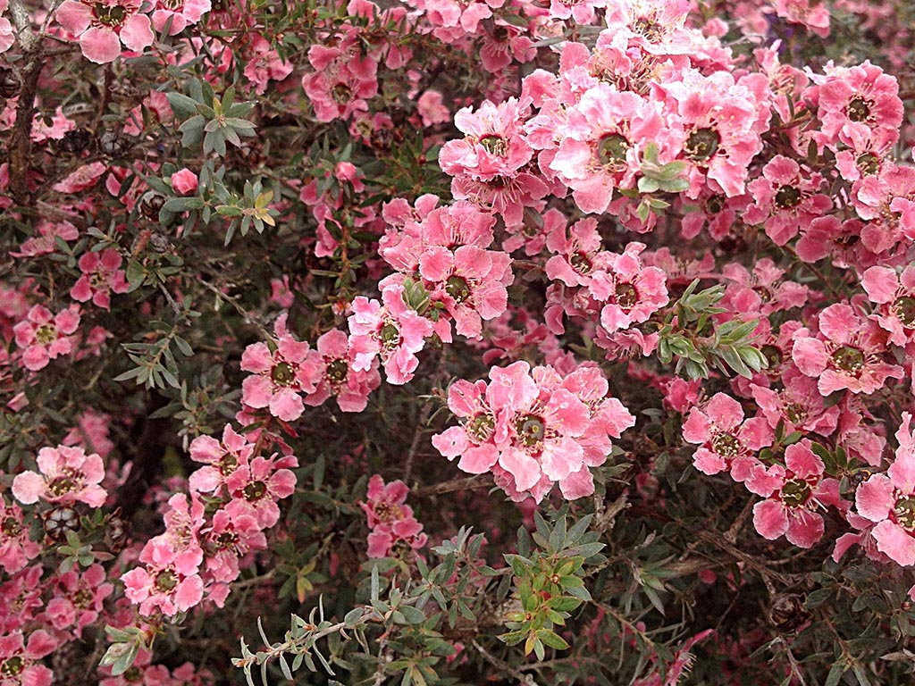 Leptospermum scoparium hybrid ‘Silver Fantasy’ – Tea Tree