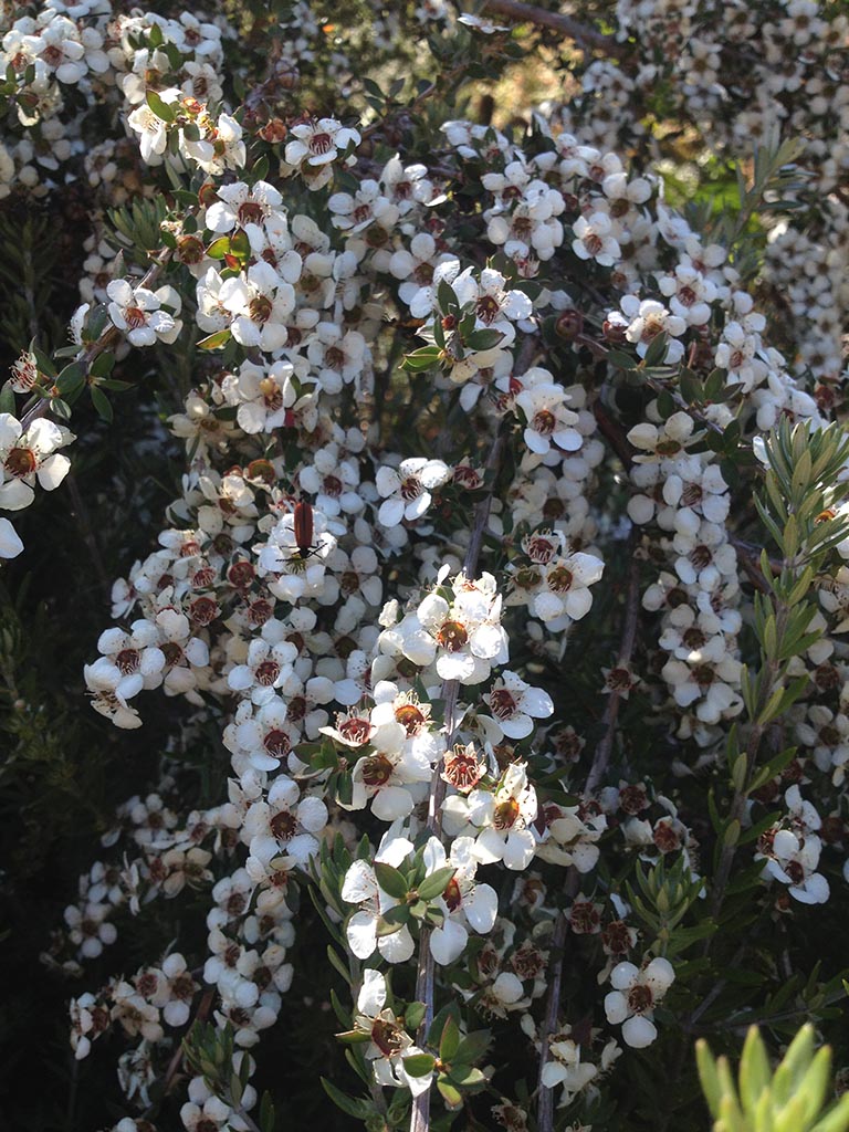 Leptospermum scoparium ‘Jim’s Rocky Rambler’ – Tea tree