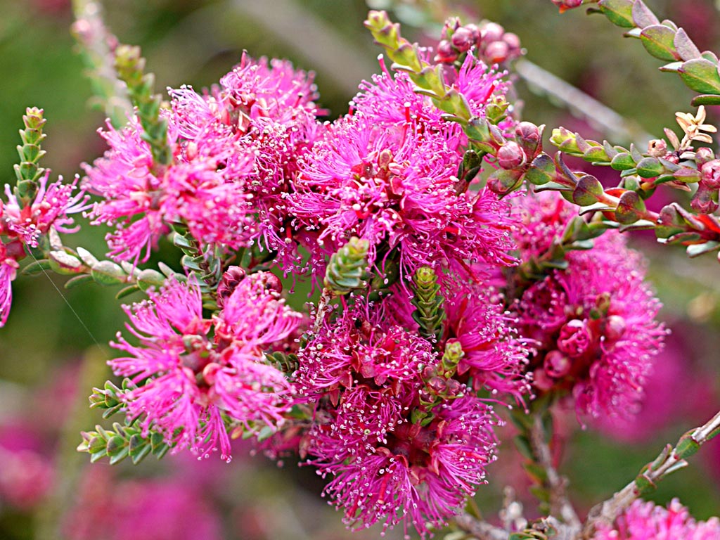 Melaleuca gibbosa ‘Pink Passion’ – Honey Myrtle
