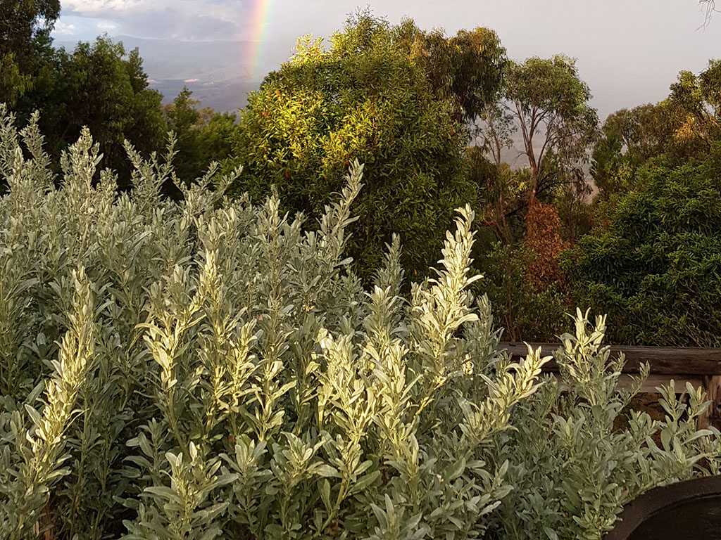Atriplex cinerea – Coastal Saltbush