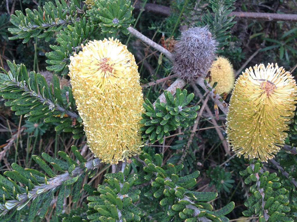 Banksia marginata ‘Coastal Spread’