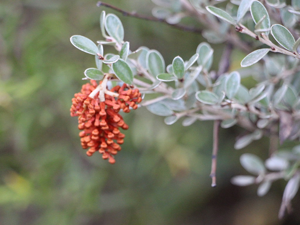 Grevillea diminuta