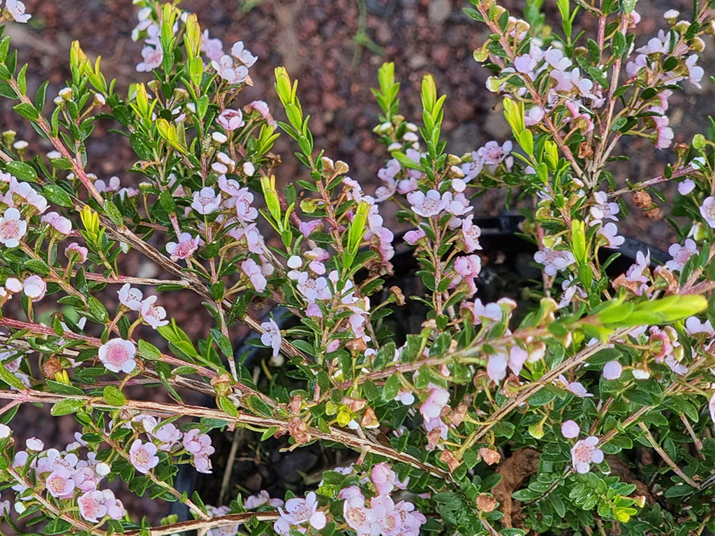 Thryptomene saxicola – Heath Myrtle