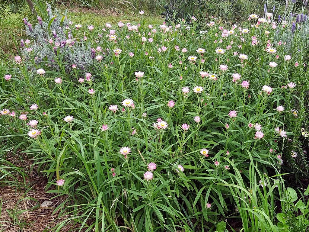 Xerochrysum papillosum ‘Linda’s Pink’ – Everlasting Daisy