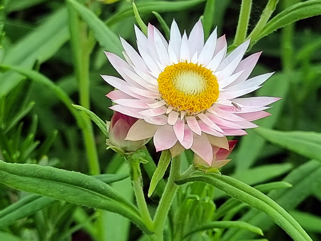 Xerochrysum papillosum 'Linda's Pink' - everlasting daisy
