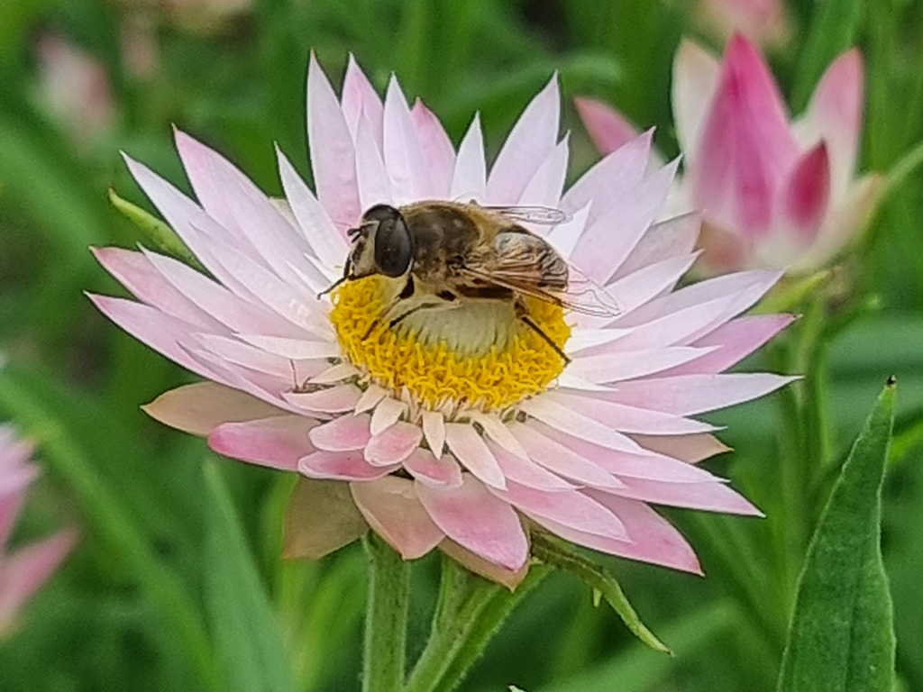Xerochrysum papillosum 'Linda's Pink' - everlasting daisy
